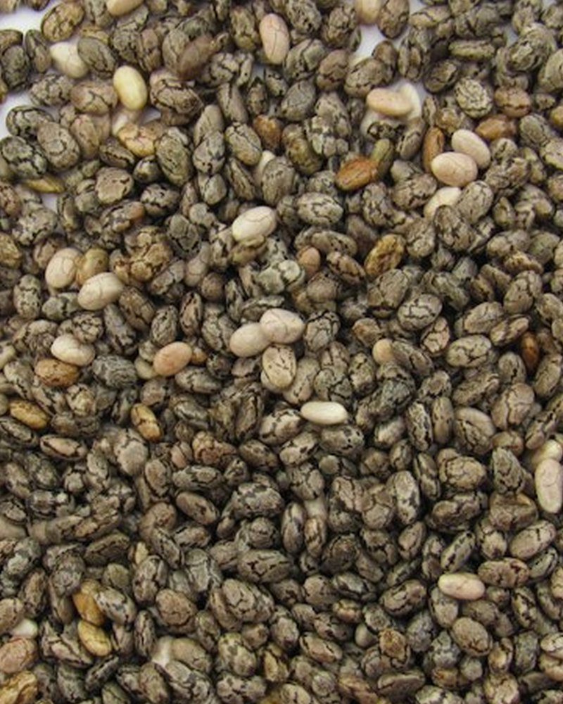 Chia seed