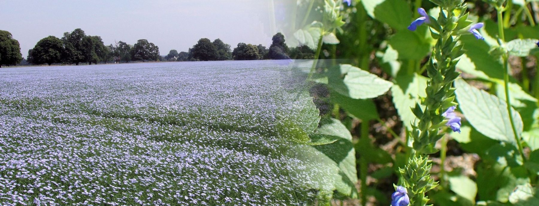 A flax field in flower fading into a chia plant