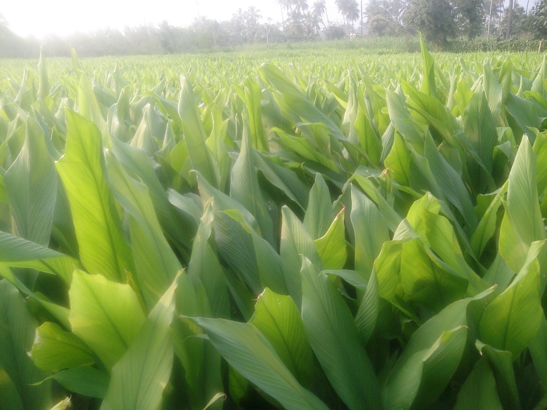 A field of turmeric plants in full leaf