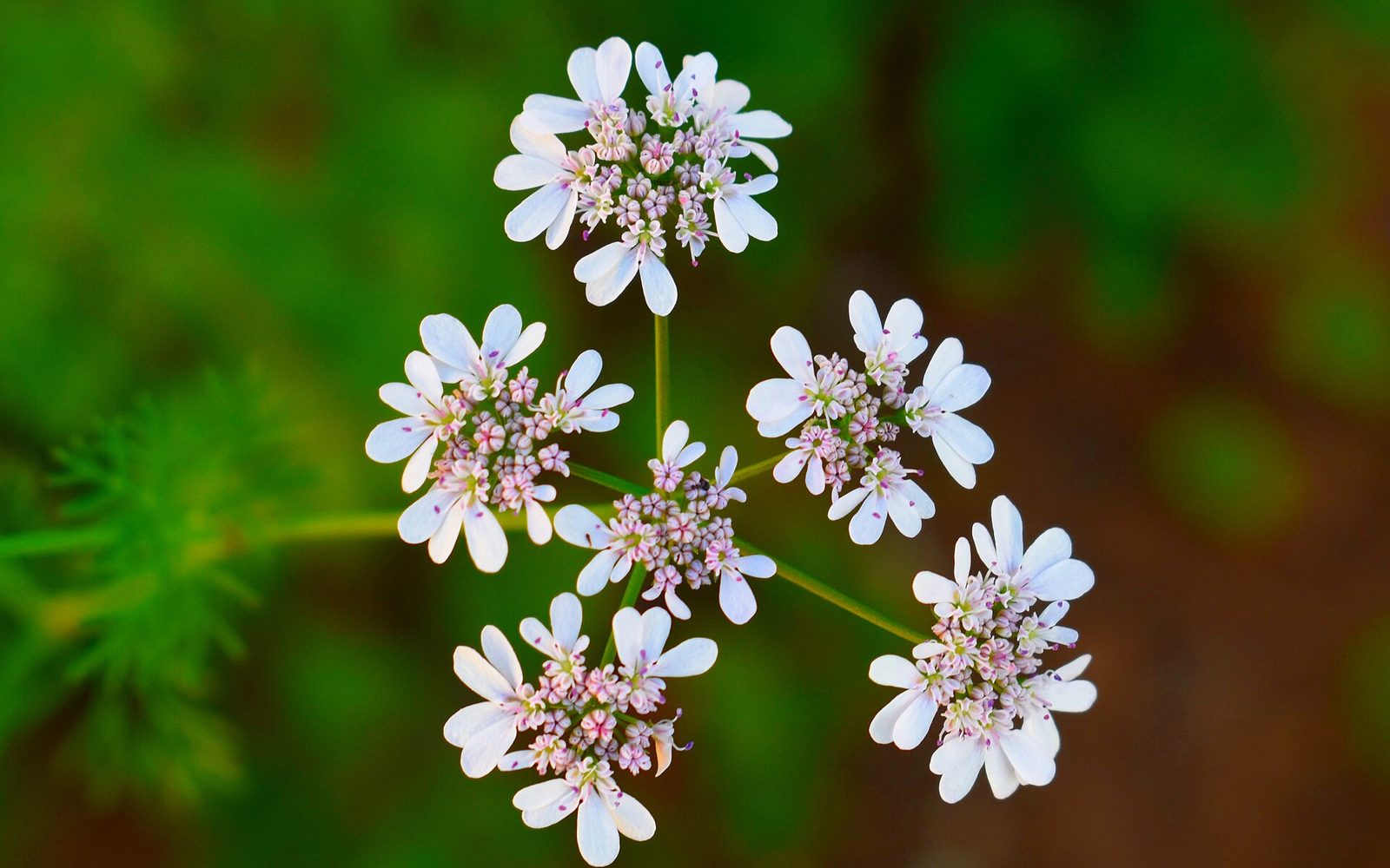 Coriander in flower, before it seeds